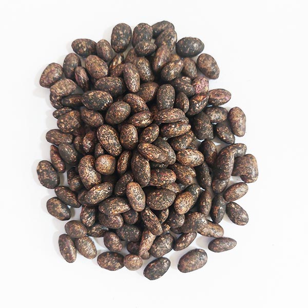 بذر لوبیا چیتی پاکوتاه اصلاح شده زودرس آمریکایی